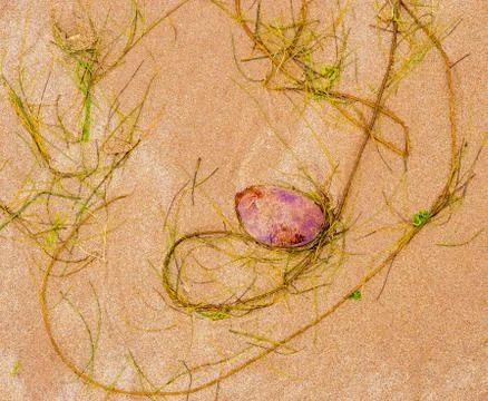 Jelly fish Stock Photos