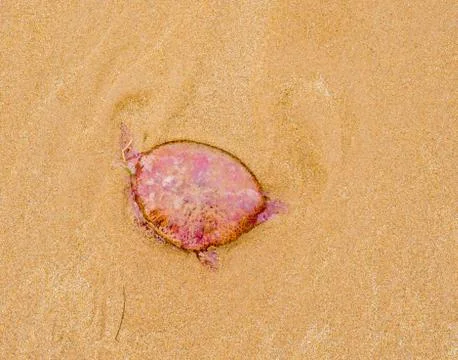 Jelly fish Stock Photos