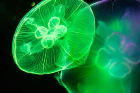 Jelly fish Stock Photos