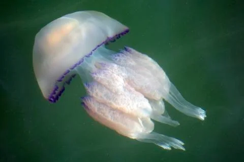 Jelly fish Stock Photos