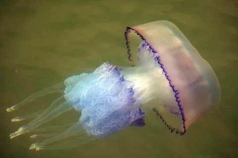 Jelly fish Stock Photos