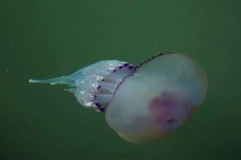 Jelly fish Stock Photos