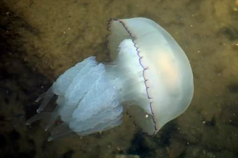 Jelly fish Stock Photos