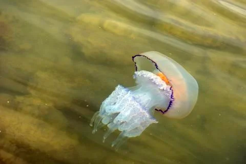 Jelly fish Stock Photos