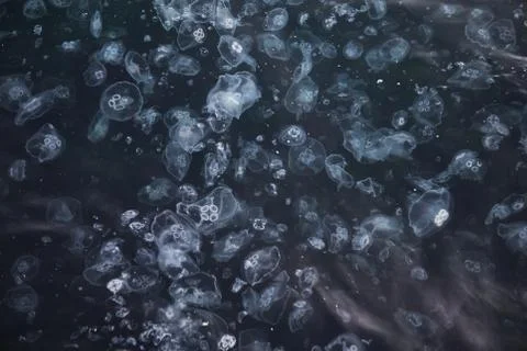 Jelly fish Stock Photos