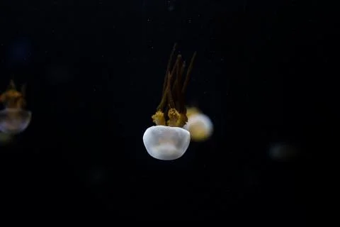 Jelly fish Foto stock