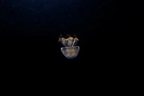 Jelly fish Stock Photos