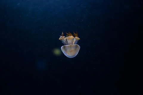 Jelly fish Stock Photos