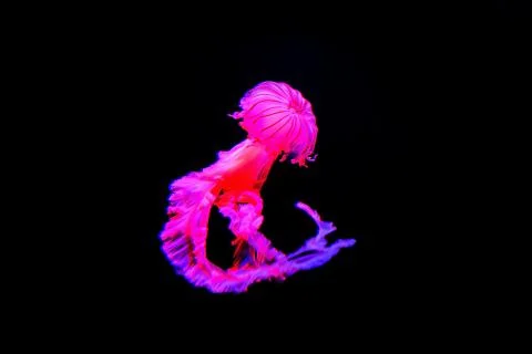 Jelly fish Stock Photos