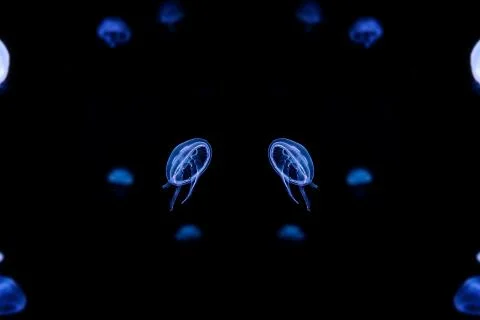Jelly fish Stock Photos