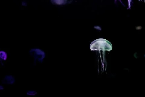 Jelly fish Stock Photos