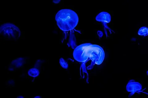 Jelly fish Stock Photos