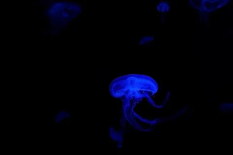 Jelly fish Stock Photos