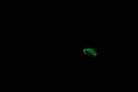 Jelly fish 스톡 사진