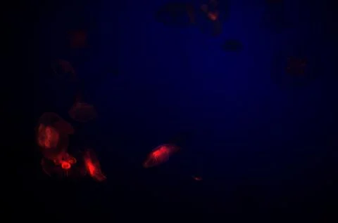 Jelly fish Stock Photos