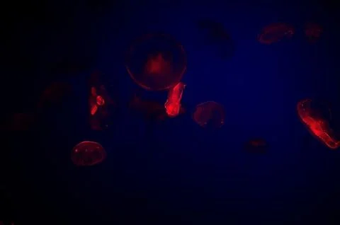 Jelly fish Stock Photos