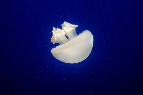 Jelly fish Stock Photos
