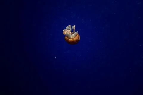 Jelly fish Stock Photos