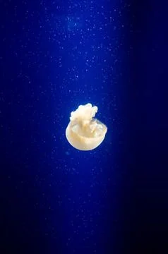 Jelly fish Stock Photos