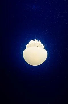 Jelly fish Stock Photos