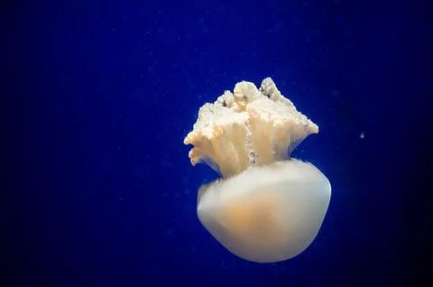Jelly fish Stock Photos
