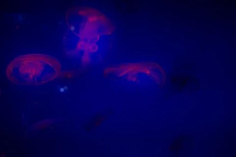 Jelly fish Stock Photos