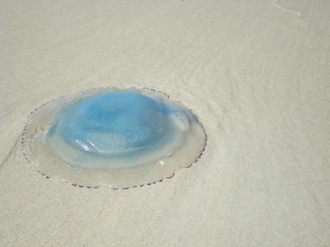 Jelly fish Stock Photos