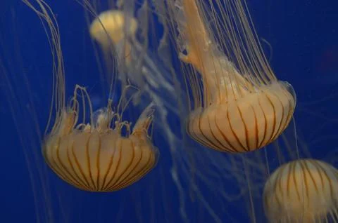 Jelly Fish 写真素材