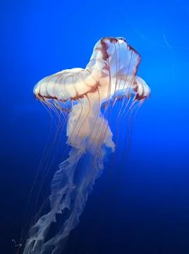 Jelly Fish 写真素材