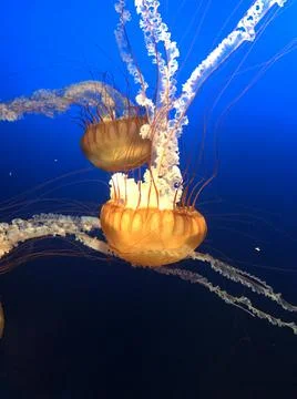 Jelly Fish 写真素材