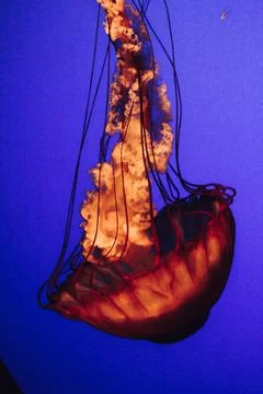 Jelly Fish Stock Photos