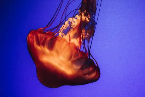 Jelly Fish Stock Photos