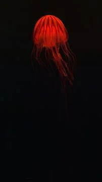 Jelly Fish Stock Photos
