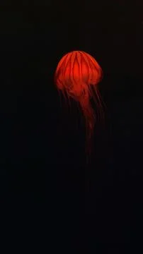 Jelly Fish Stock Photos