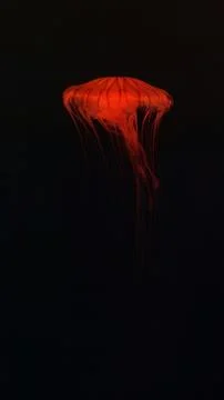 Jelly Fish Stock Photos