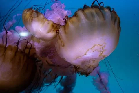 Jelly fish Stock Photos