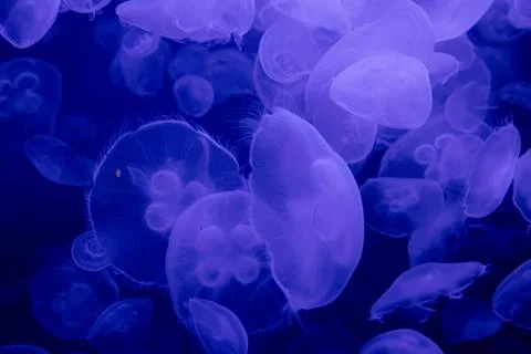 Jelly fish Stock Photos