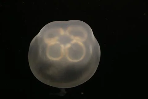 Jelly Fish Stock Photos