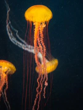 Jelly fish Foto stock