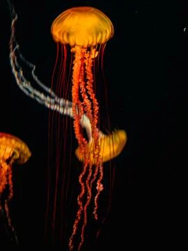 Jelly fish Foto stock