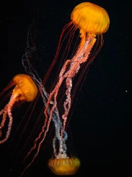 Jelly fish Foto stock