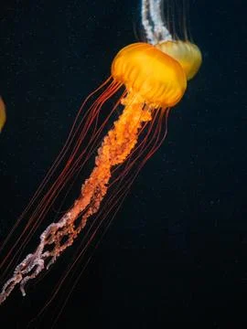 Jelly fish Foto stock