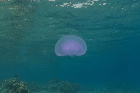 Jelly fish in the Red Sea Stockfoto's