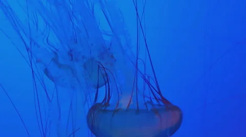 Jelly Fish Relaxing Background Loop Stock-Footage 65171009