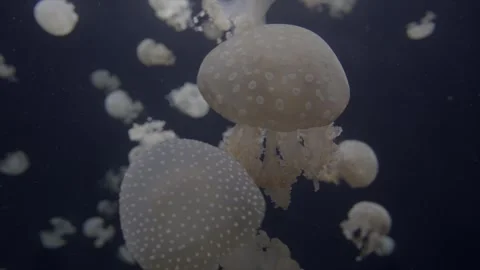 Jelly fish scene Stock Footage 297894112