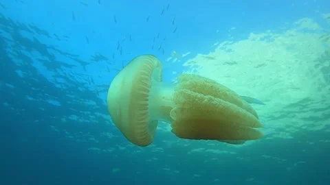 Jelly fish with a school of fish on background Stock Footage 145911154