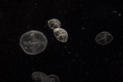 Jelly fish "in space" Stock Footage 281910