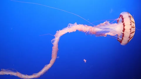 Jelly fish swimming Stock Footage 340243209