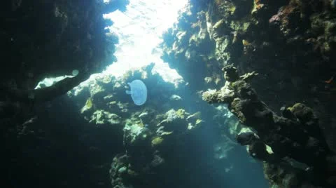 Jelly fish swimming inside the cave under the natural light Видео 22640985