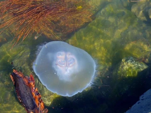 Jelly fish water floating surface pacific ocean background Stock Footage 80516206